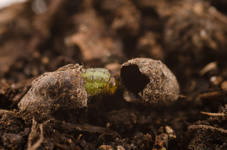 Sawflies UMN Extension